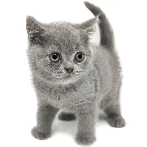 ブリティッシュショートヘア