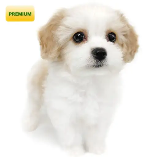 MIX（キャバリアキングチャールズスパニエル×ビションフリーゼ）