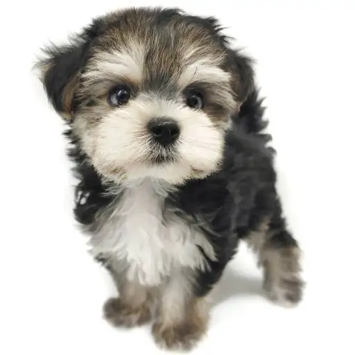 MIX（マルチーズ×ヨークシャーテリア）