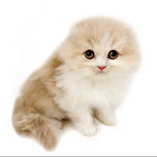 スコティッシュフォールド