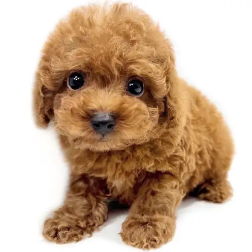 トイ・プードル