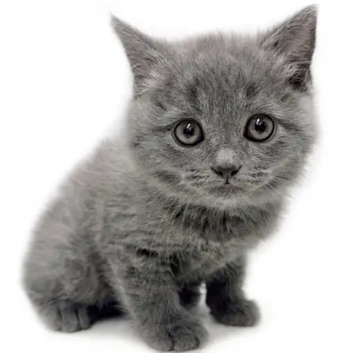 ブリティッシュショートヘア