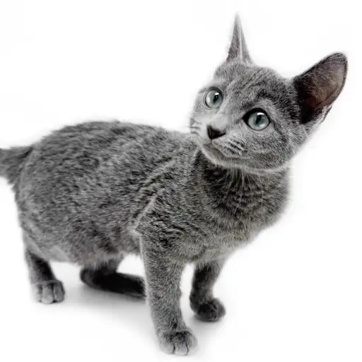 ロシアンブルー