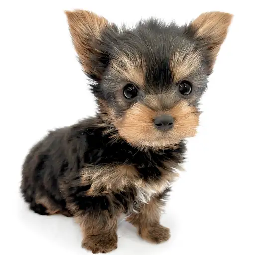 ヨークシャーテリア