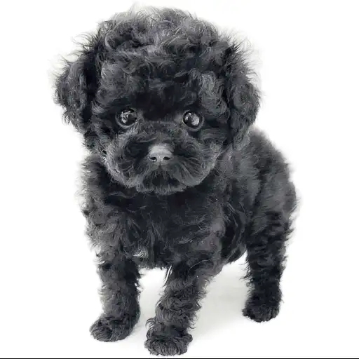 トイ・プードル