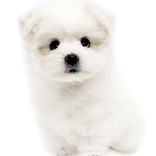 MIX（ポメラニアン×マルチーズ）