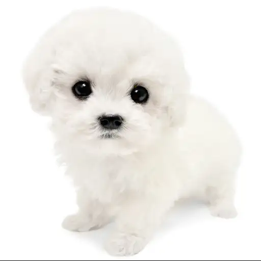 ビションフリーゼ