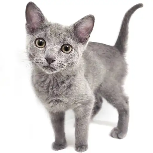 ロシアンブルー