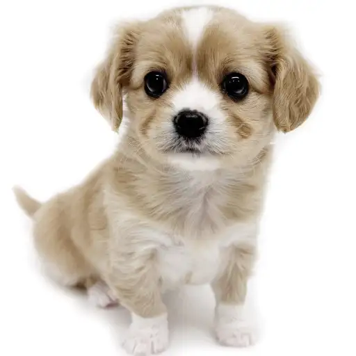 MIX（チワワ×キャバリアキングチャールズスパニエル）