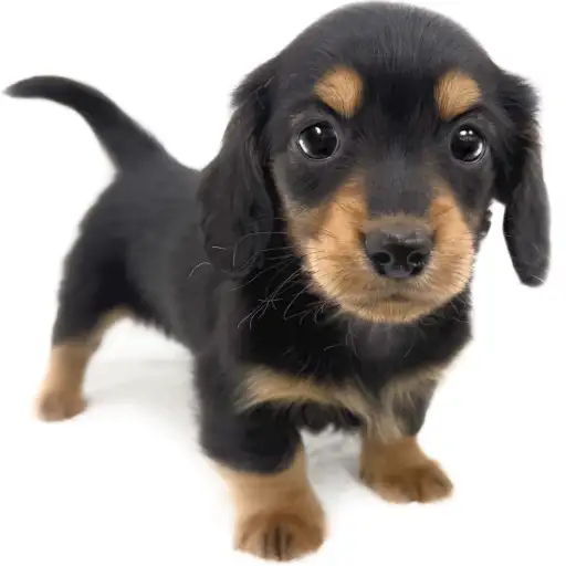 ミニチュア・ダックスフント