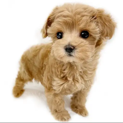 MIX【（マルチーズ×トイプードル）×トイプードル】