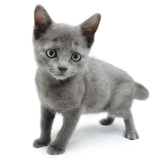 ロシアンブルー