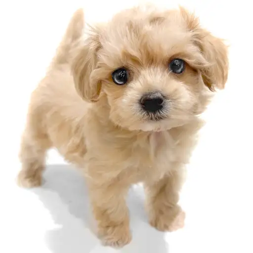 MIX（マルチーズ×トイプードル）