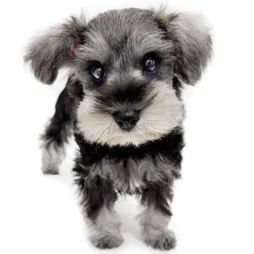 ミニチュア・シュナウザー