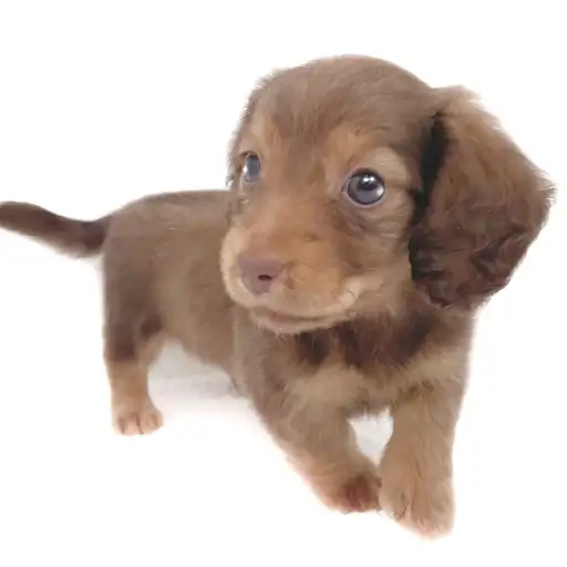 ミニチュア・ダックスフント