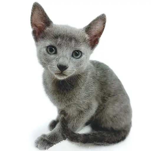 ロシアンブルー