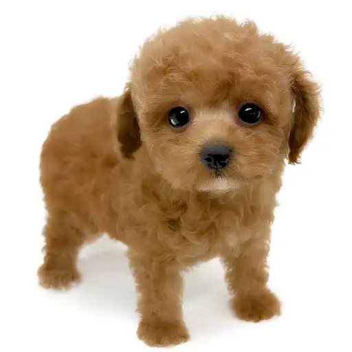 トイ・プードル