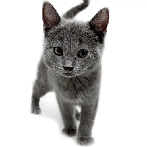 シャルトリュー