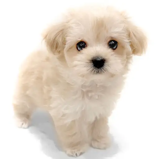 MIX（マルチーズ×トイプードル）