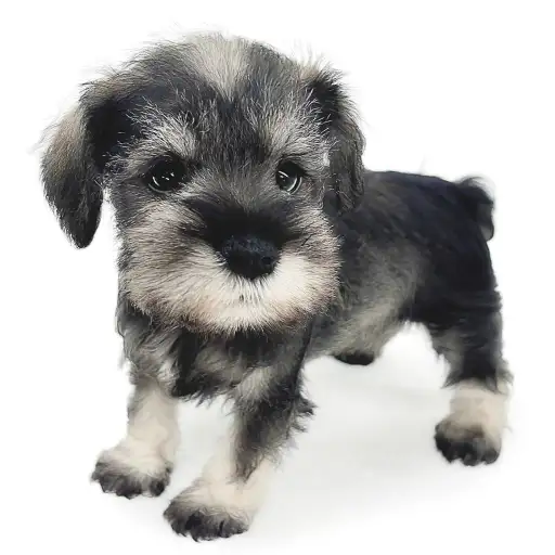 ミニチュア・シュナウザー