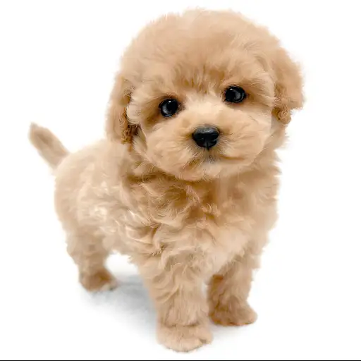 MIX（マルチーズ×トイプードル）