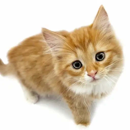 ノルウェージャンフォレストキャット