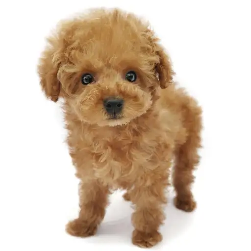 トイ・プードル