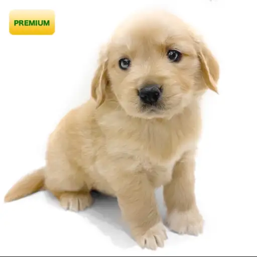 ゴールデンレトリバー