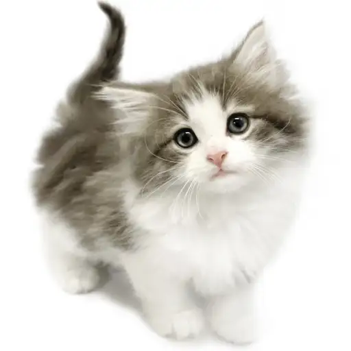 ノルウェージャンフォレストキャット