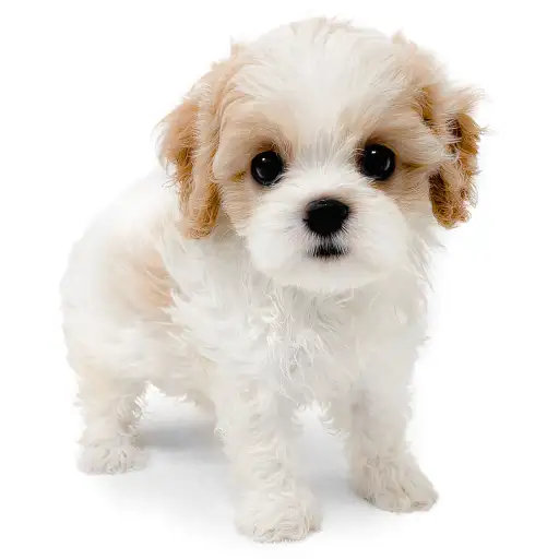 MIX（キャバリアキングチャールズスパニエル×ビションフリーゼ）