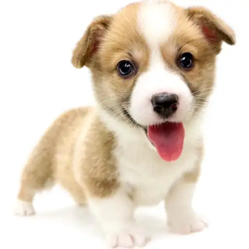 ウェルシュコーギーペンブローク