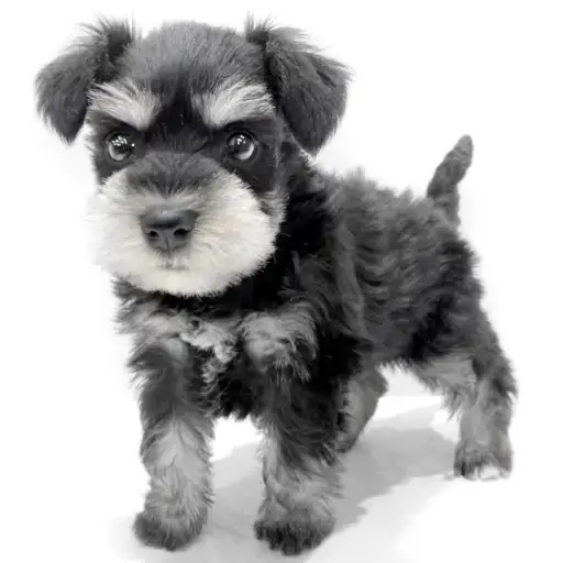 ミニチュア・シュナウザー