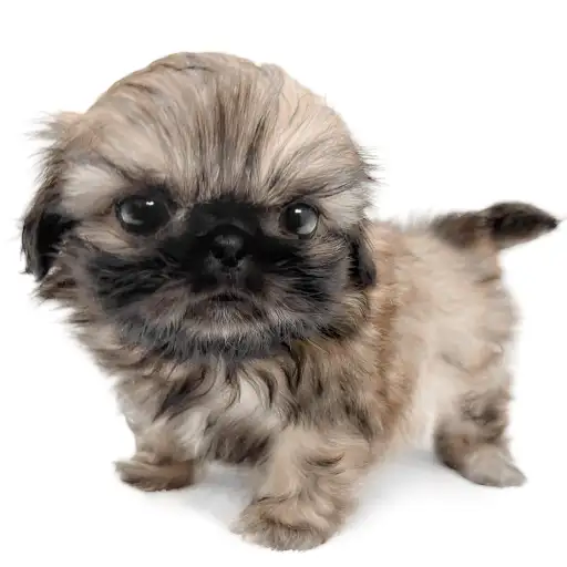 MIX（シーズー×ペキニーズ）