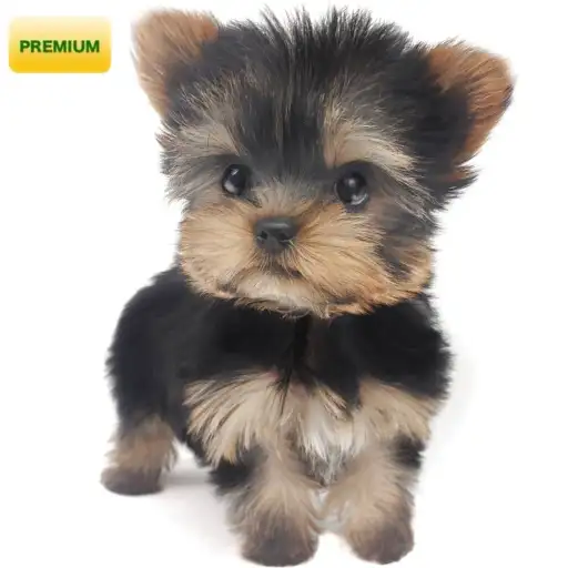 ヨークシャーテリア