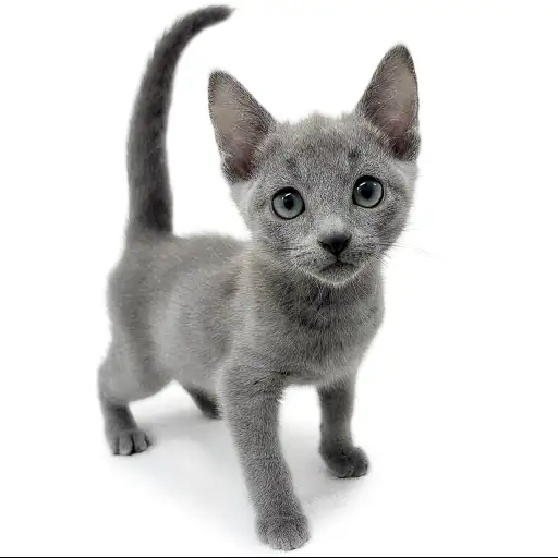 ロシアンブルー