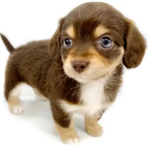 MIX（チワワ×ミニチュアダックスフント）