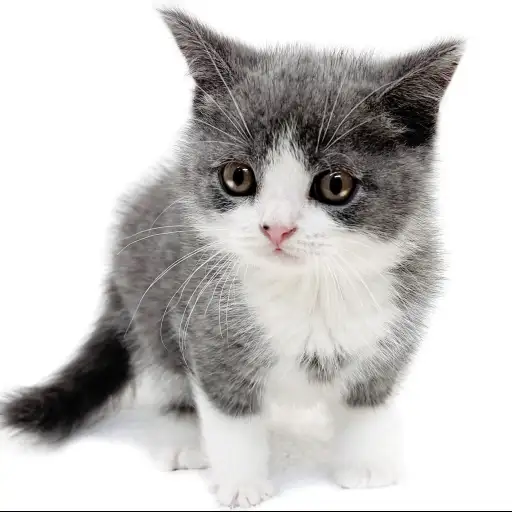 ブリティッシュショートヘア