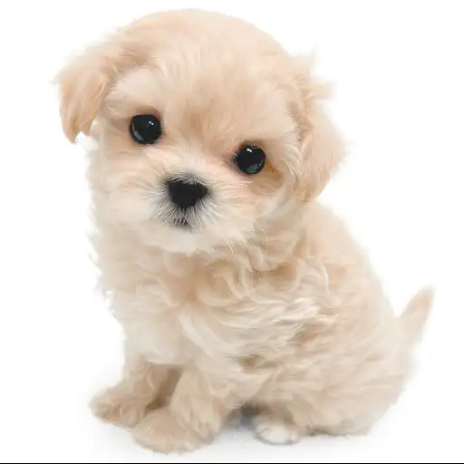 MIX（マルチーズ×トイプードル）