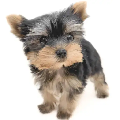 ヨークシャーテリア