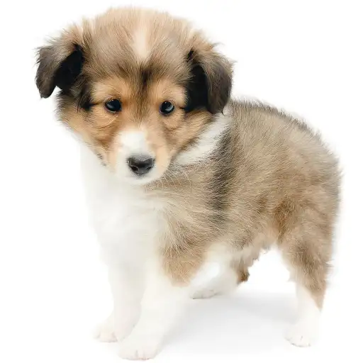 シェットランドシープドッグ