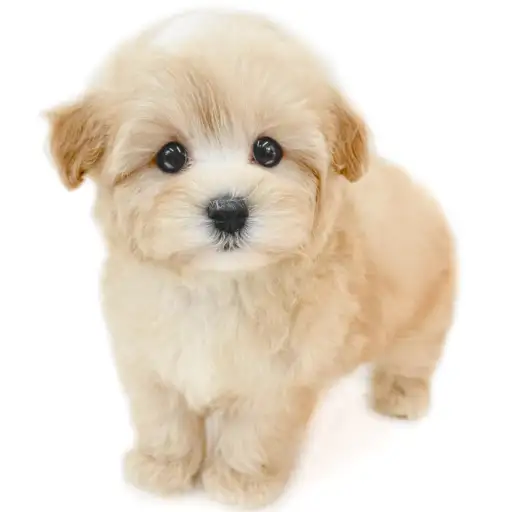 MIX（マルチーズ×トイプードル）