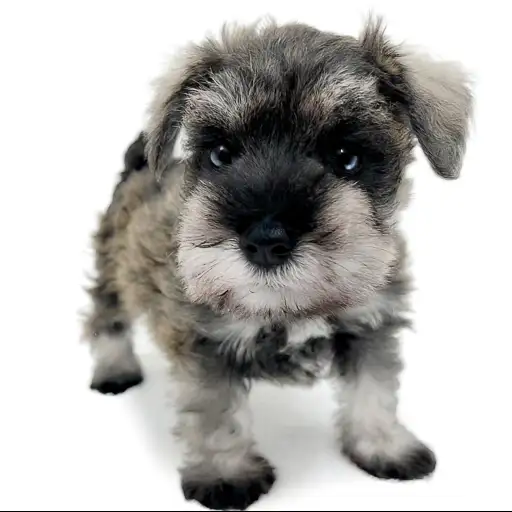 ミニチュア・シュナウザー