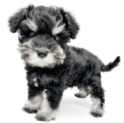 ミニチュア・シュナウザー