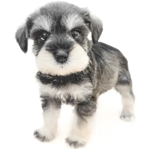 ミニチュア・シュナウザー