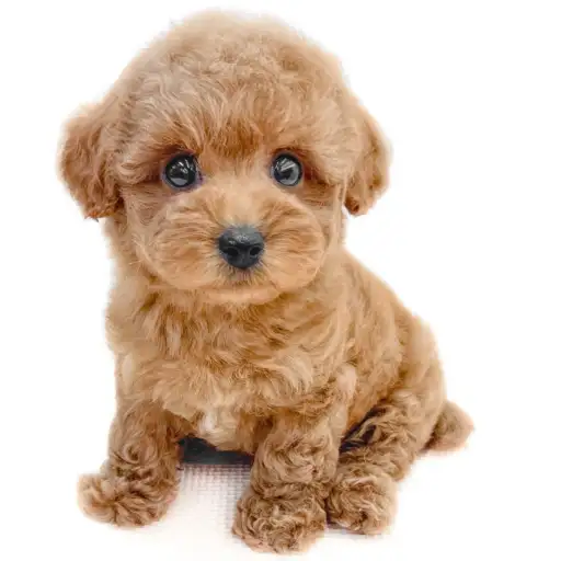 トイ・プードル