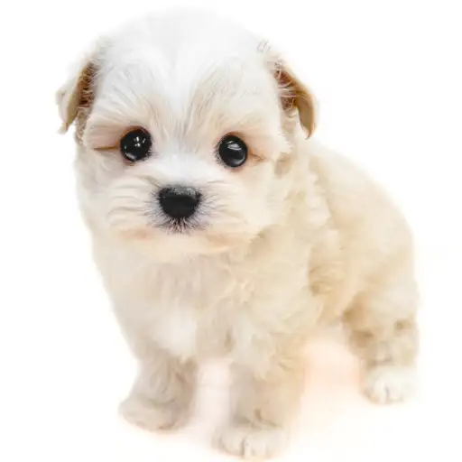 MIX（トイプードル×チワワ）