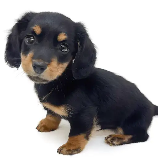 ミニチュア・ダックスフント