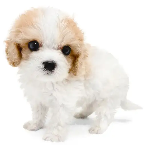 MIX（キャバリアキングチャールズスパニエル×ビションフリーゼ）