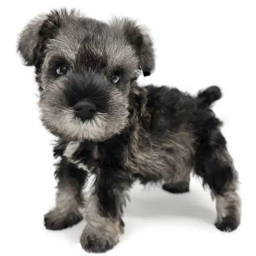 ミニチュア・シュナウザー