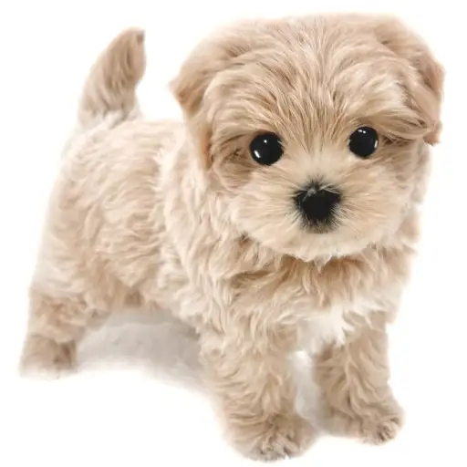 MIX（トイプードル×マルチーズ）